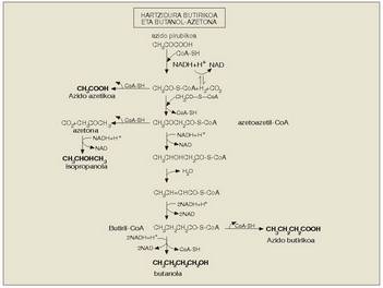 3. Irudia